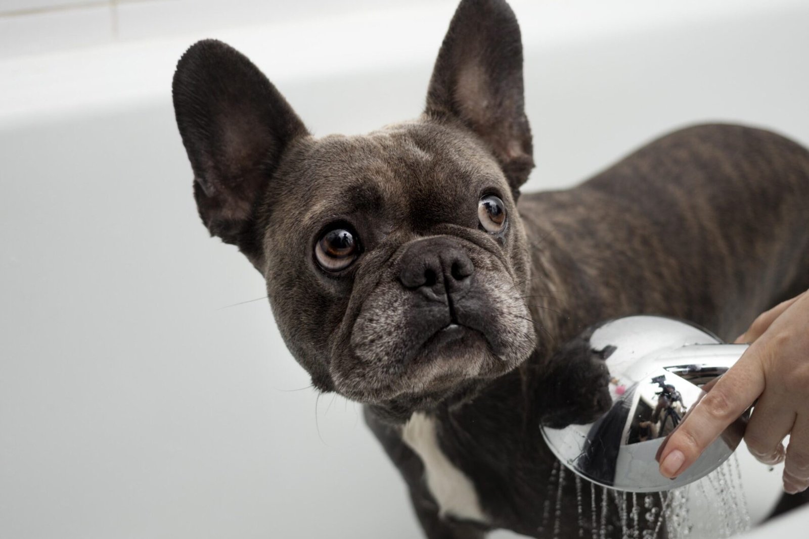 dog-lifestyle-care-with-owner